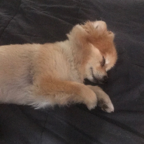 Meet your Posher, Shelia - Picture 1 of 1